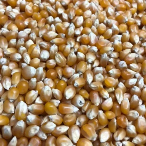 Patlatmalık Mısır