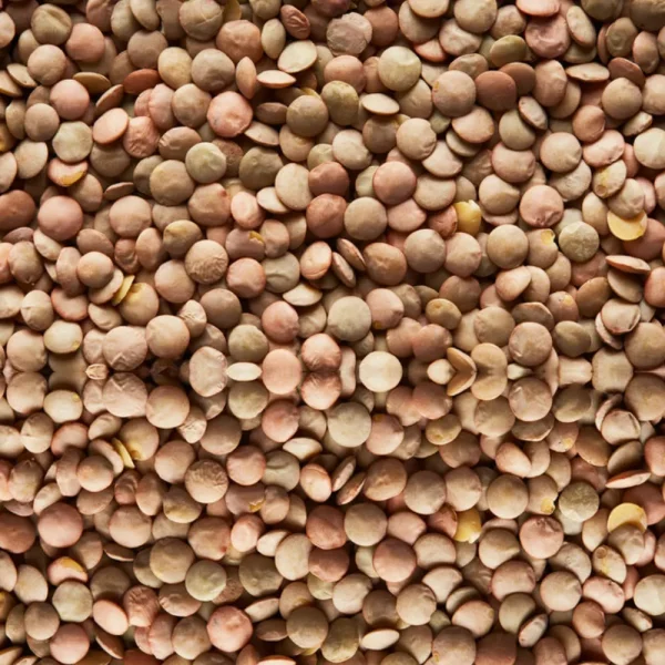 Yeşil Mercimek